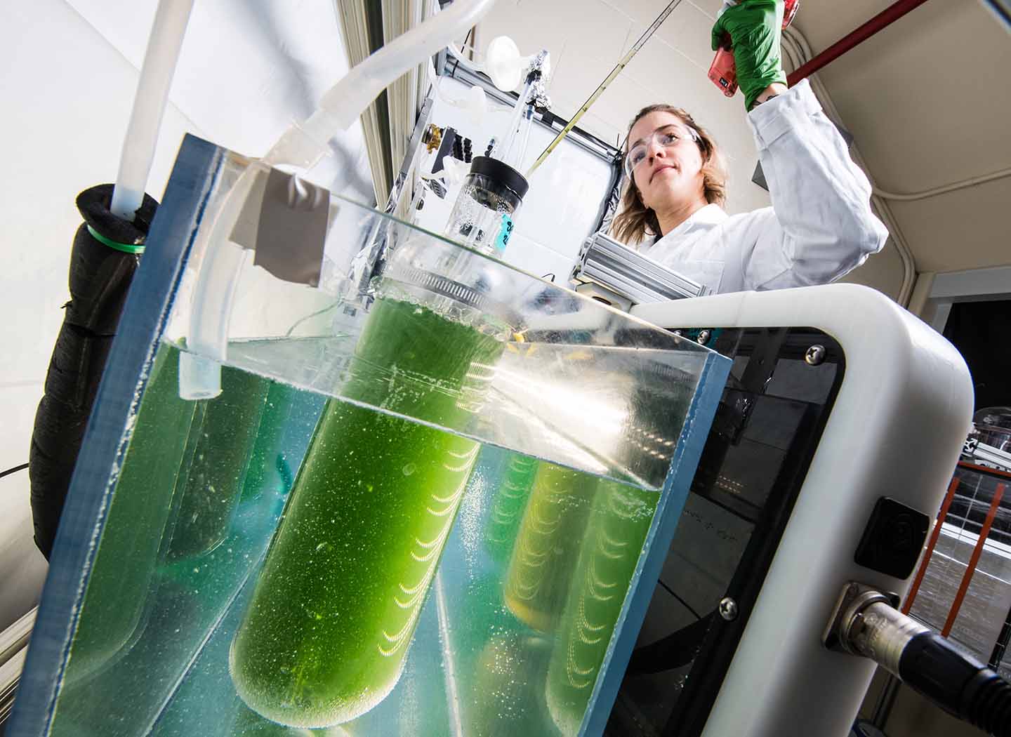 A scientist works with a test tube of algae. 