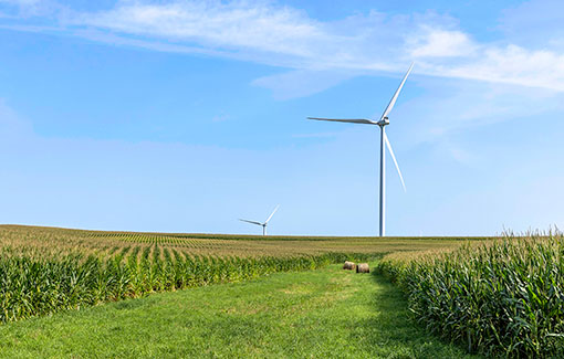 Wind turbines in the background of corn fields.