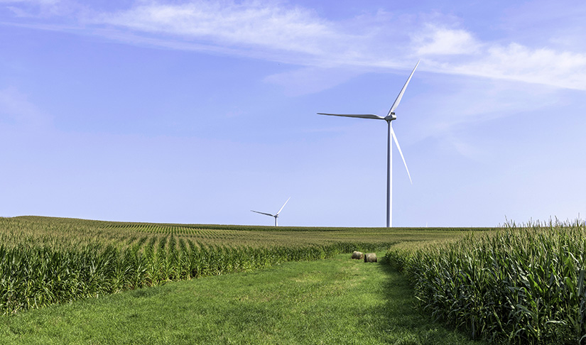 Wind turbines in the background of corn fields.