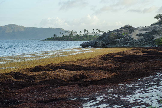 Seaweed on a beach.